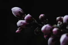 開花待つ。