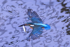 カワセミ