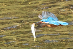 カワセミ