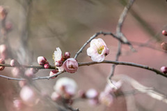 春の芽吹き