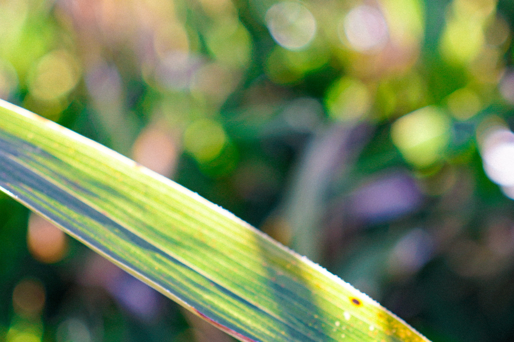 DSC00089