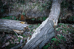 DSC00311