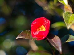 P2053958