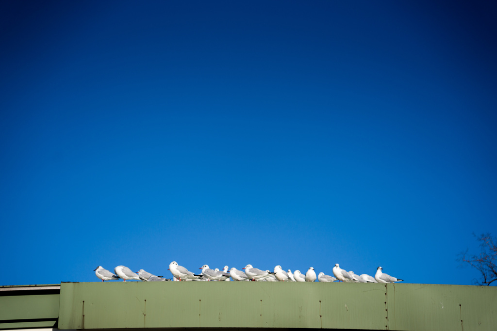 BIRDS