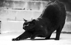 下馬廃団地の猫