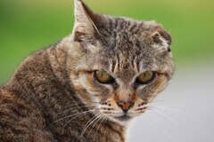 妙典cat