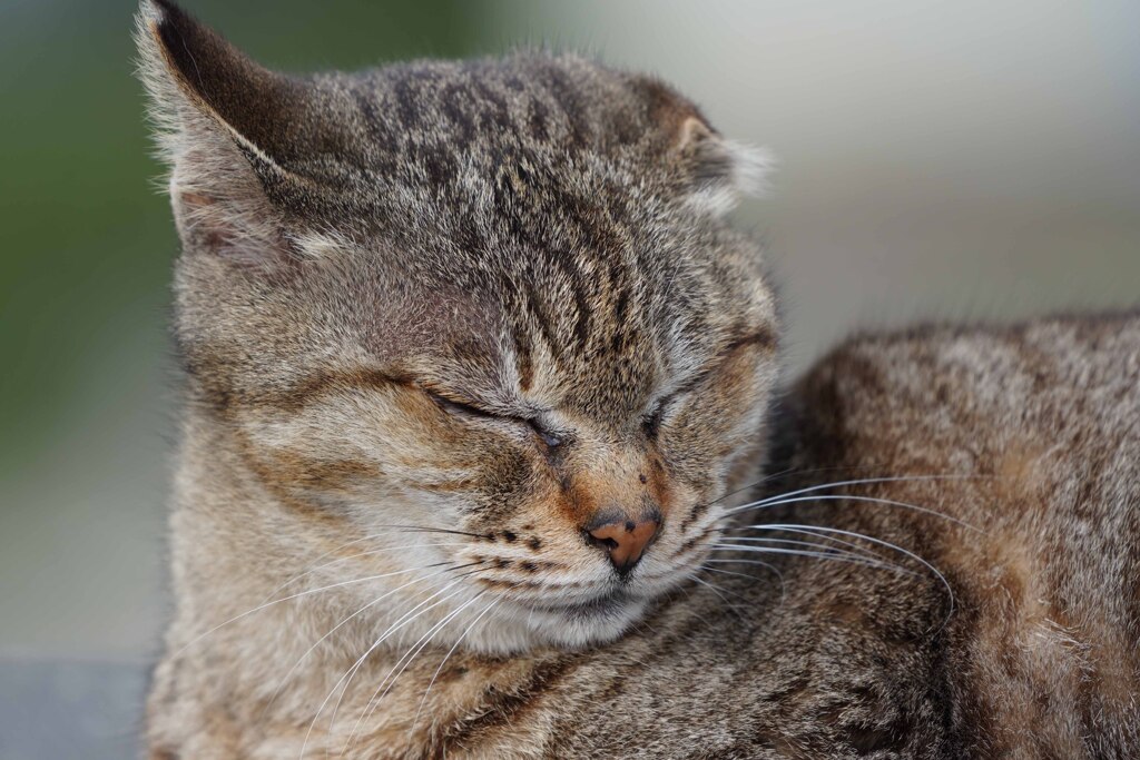 妙典cat