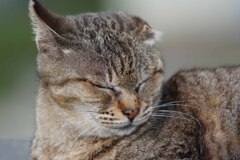 妙典cat