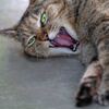 cat