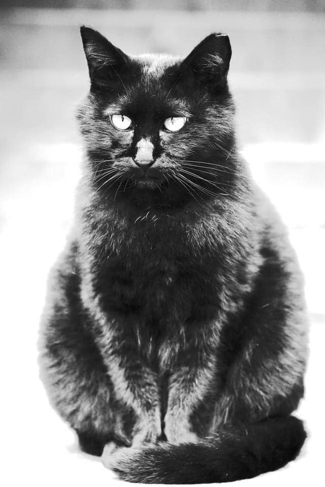 下馬廃団地の猫