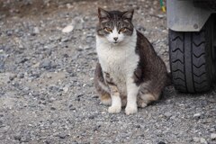 妙典cat