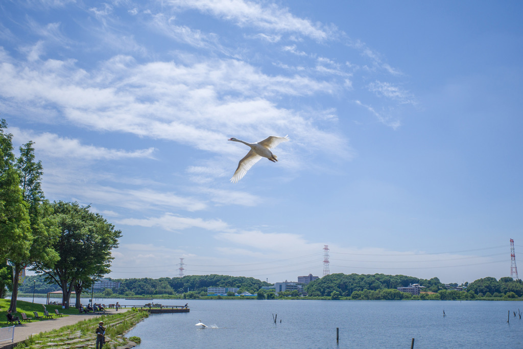 手賀沼の白鳥