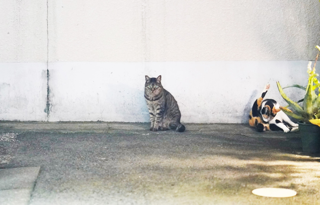 新宿三丁目の猫