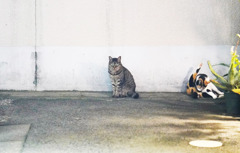 新宿三丁目の猫