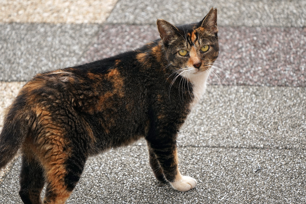 羽田空港ソラムナードの地域猫