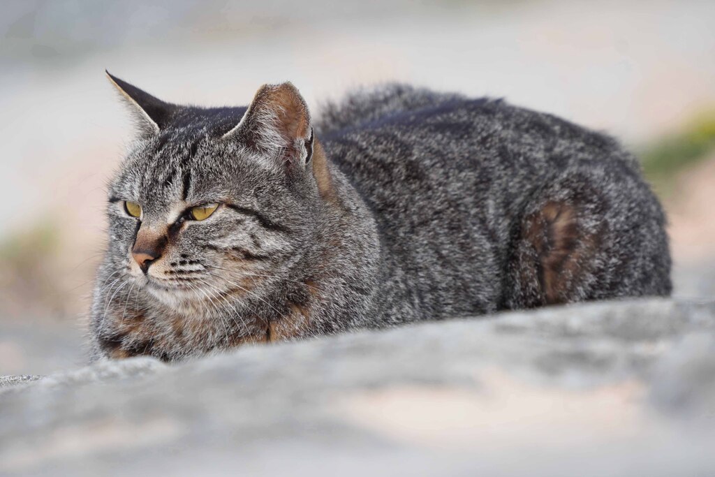 妙典cat