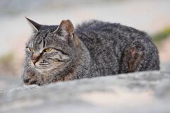 妙典cat