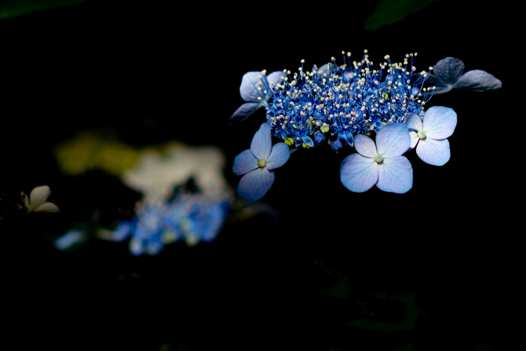 紫陽花