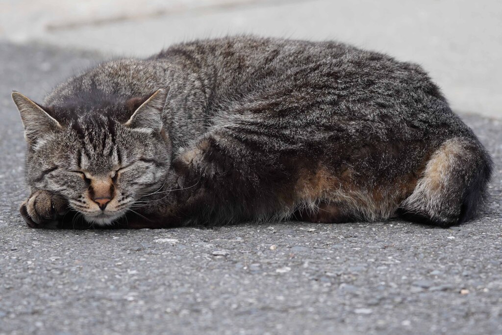 妙典cat