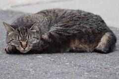 妙典cat