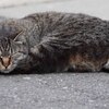 妙典cat