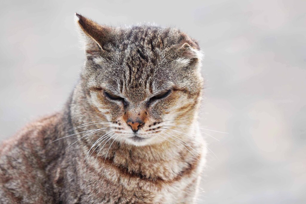 妙典cat