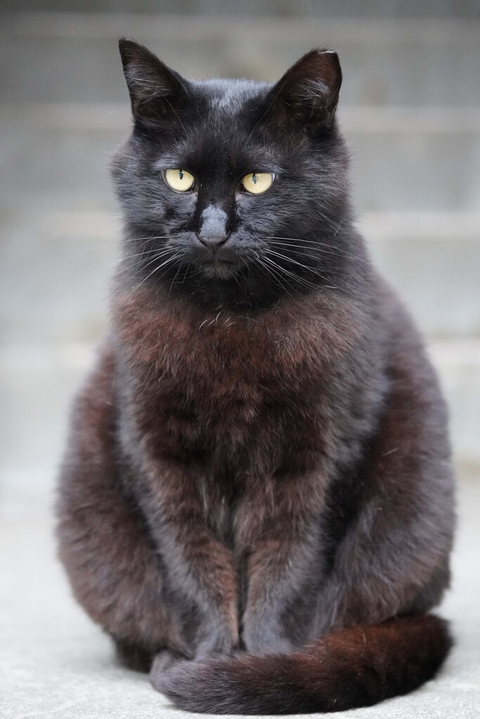 猫景