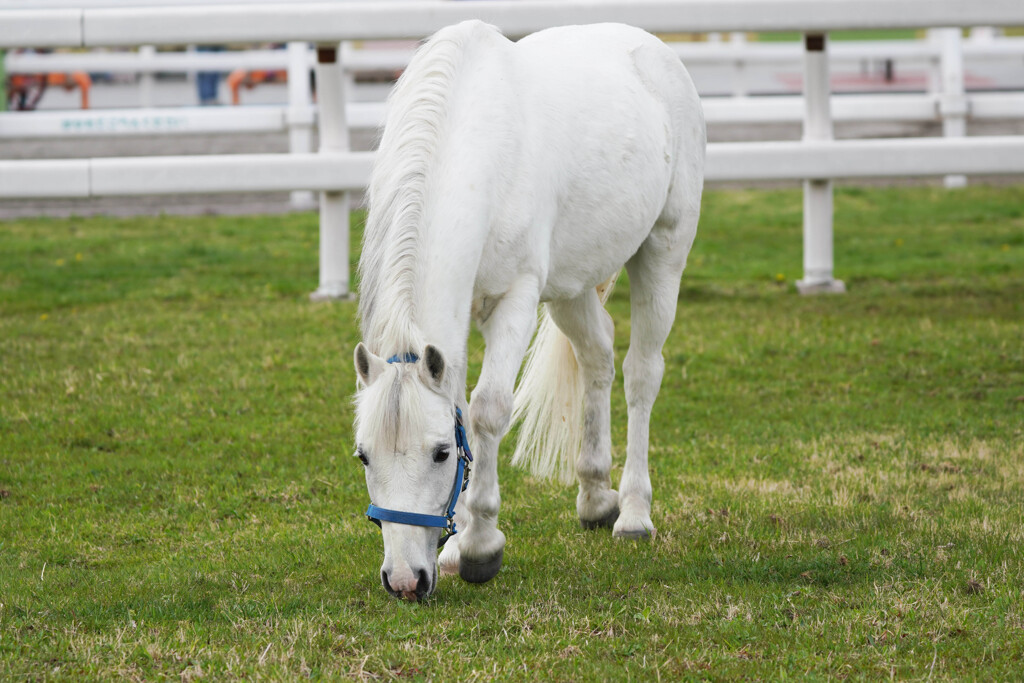 pony land