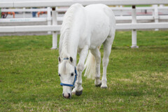 pony land