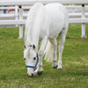 pony land