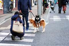 DOG on DOG
