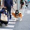 DOG on DOG