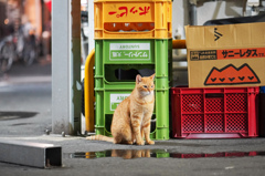 新宿三丁目の猫