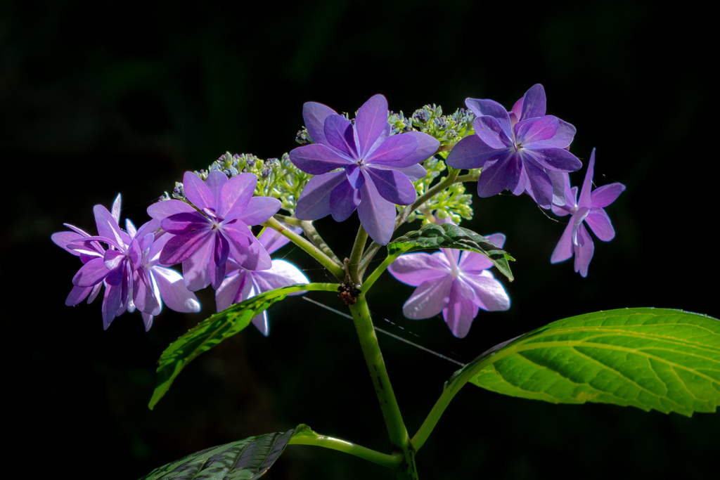 紫陽花