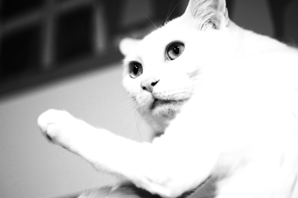 オッドアイの猫