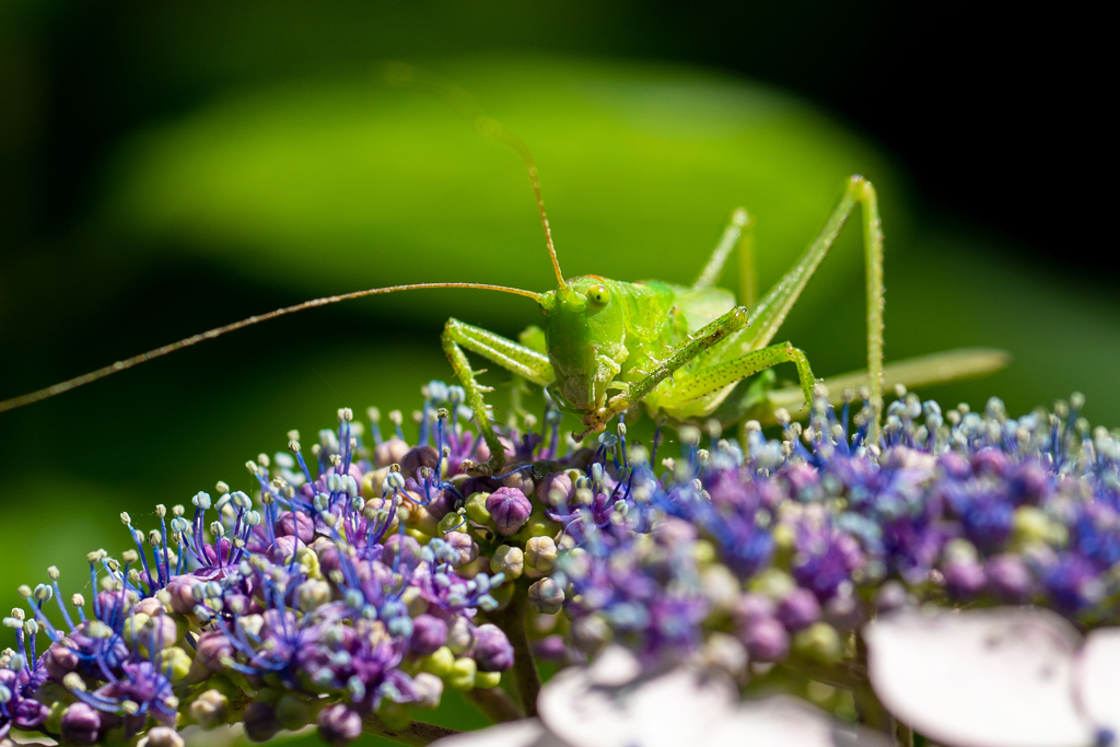 紫陽花を食むバッタ