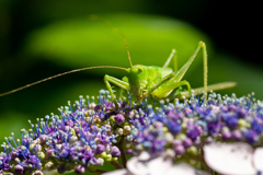 紫陽花を食むバッタ