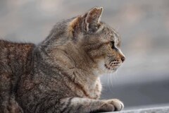 妙典cat