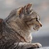 妙典cat