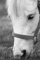篠崎ポニーランド白馬