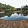 小石川植物園1