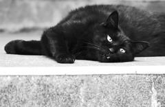 下馬廃団地の猫