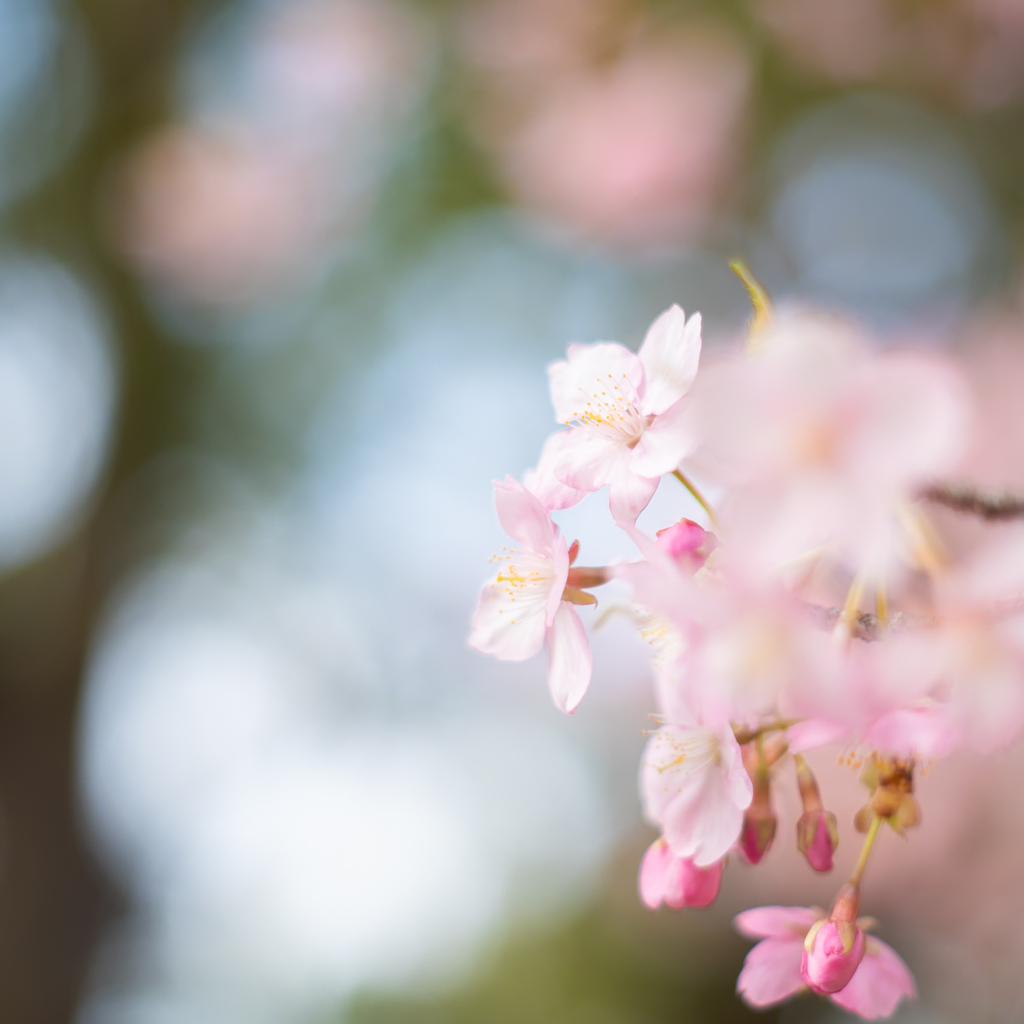 桜の花。
