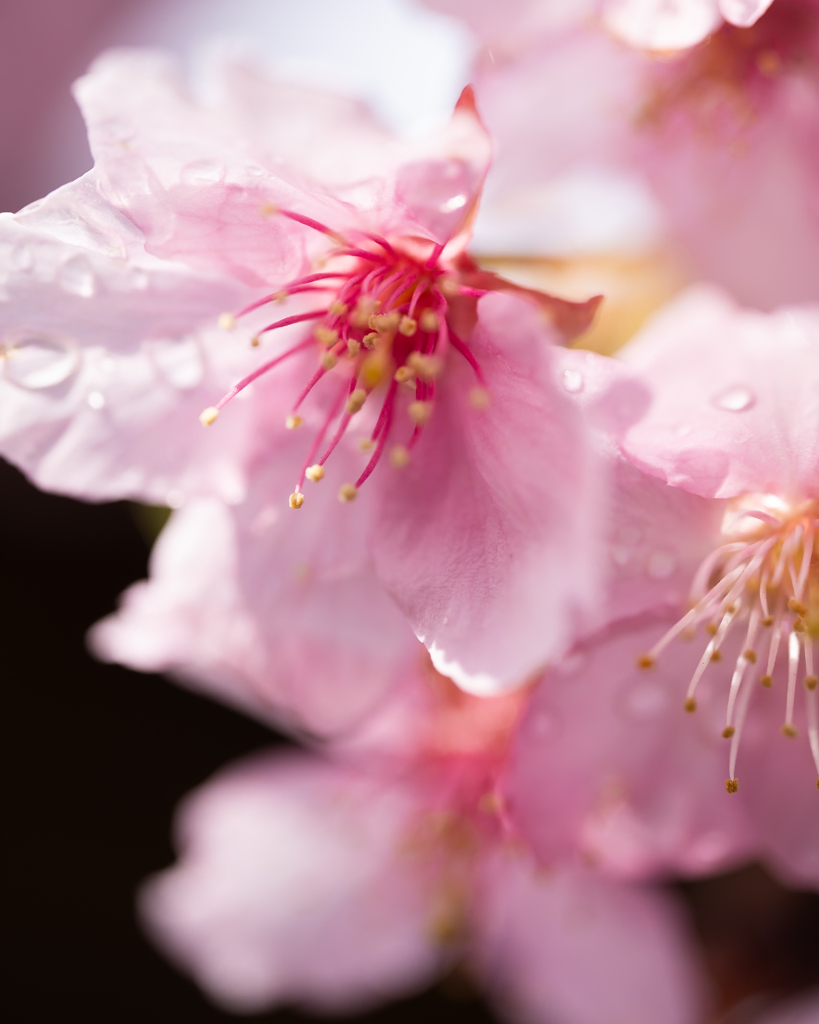 雨上がりの桜。