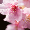 雨上がりの桜。