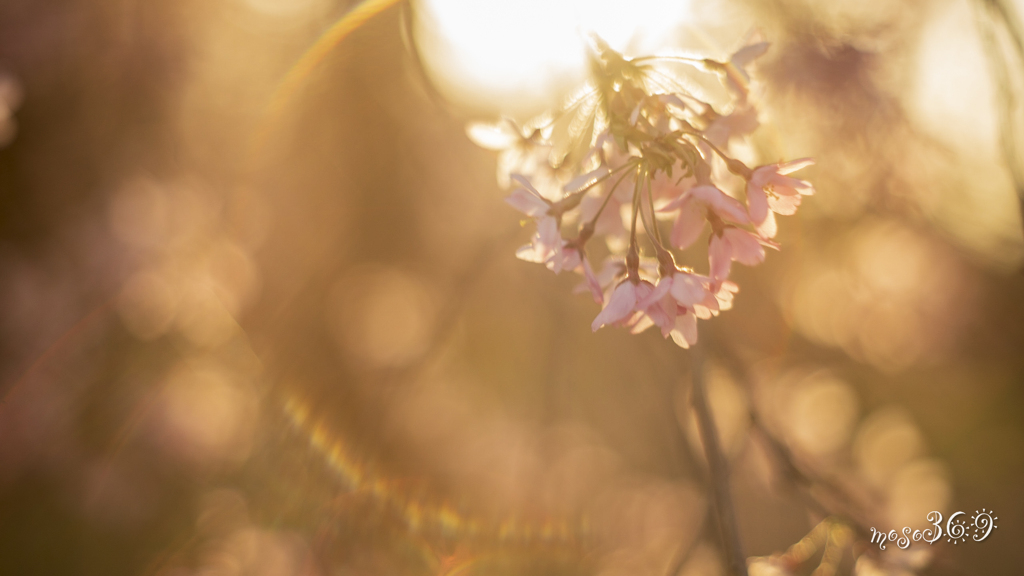 陽を背負う桜。