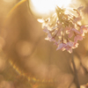 陽を背負う桜。