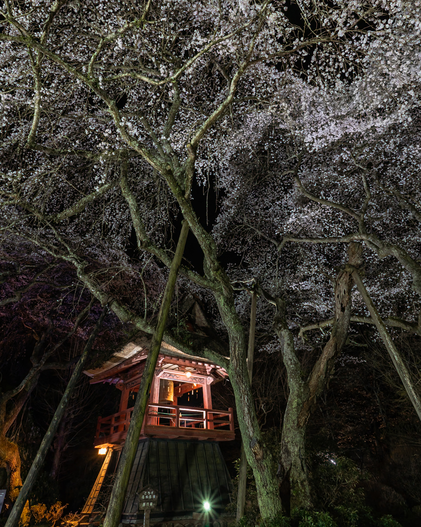 夜の西行桜