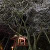 夜の西行桜