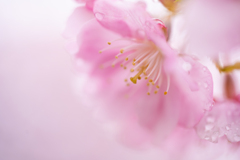 雨上がりの桜